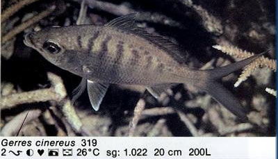 Gerres cinereus